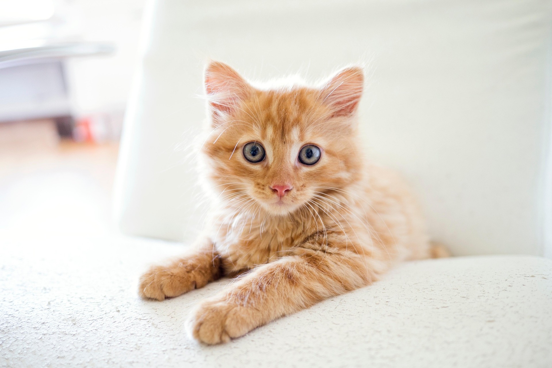 calicodesign-cat-6042858_1920.jpg