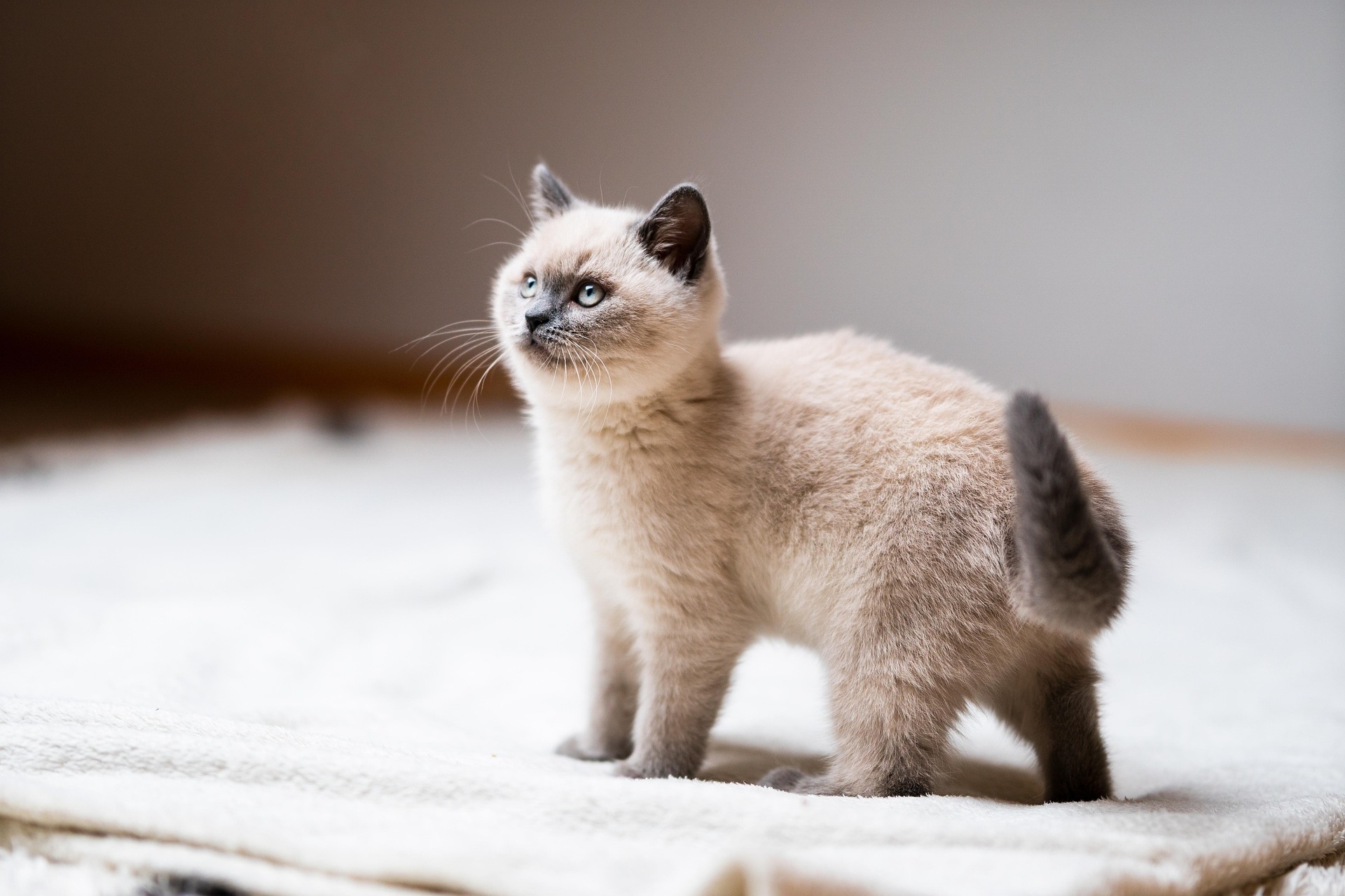 felix-mittermeier-cat-7523894_1920.jpg