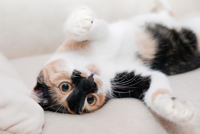 猫ちゃんのための理想の住まい