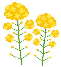 flower_nanohana.png